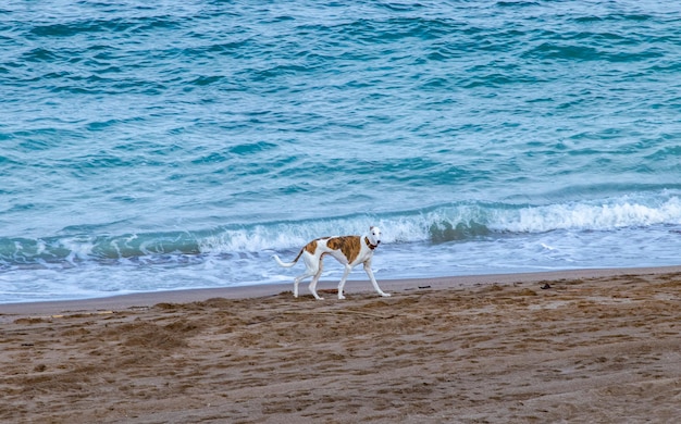 夏にビーチで遊ぶ犬