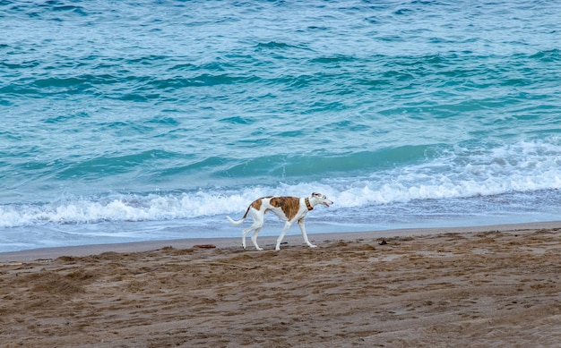 夏にビーチで遊ぶ犬