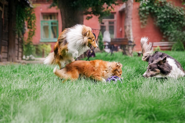 Dogs playing in the grass group of dogs together