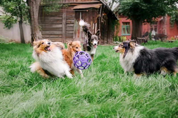 Dogs playing in the grass Group of dogs together