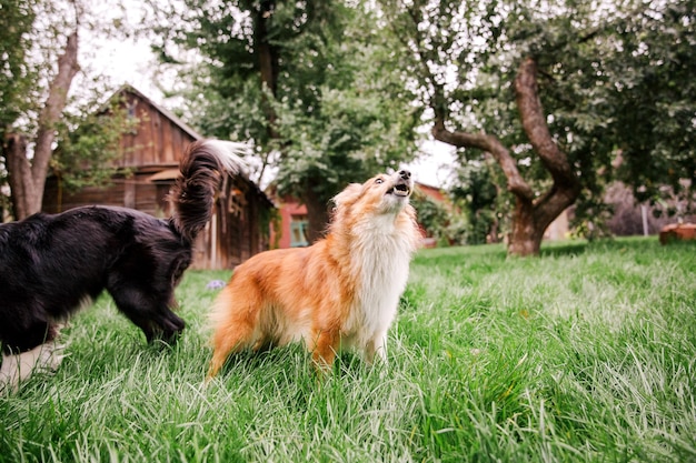 Dogs playing in the grass group of dogs together