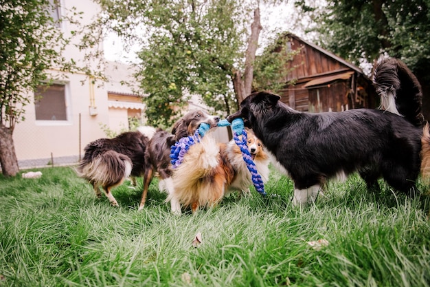 Dogs playing in the grass Group of dogs together