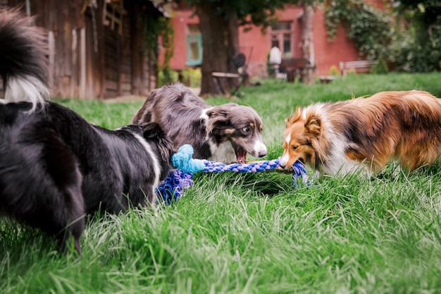 Dogs playing in the grass group of dogs together