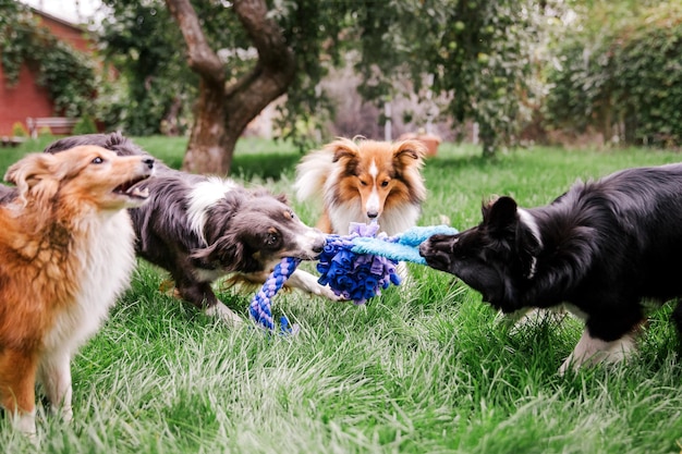 Dogs playing in the grass Group of dogs together