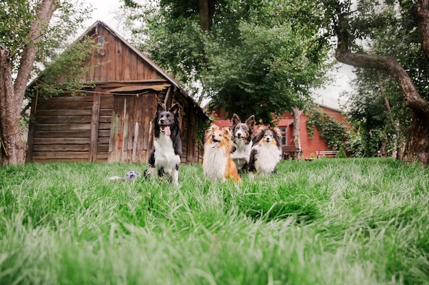 Собаки играют в траве Группа собак вместе