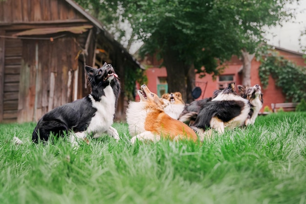 Dogs playing in the grass Group of dogs together