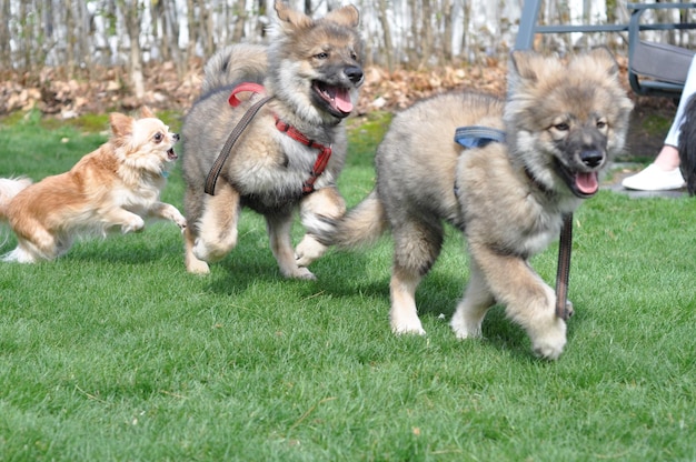 Foto cani che giocano sull'erba