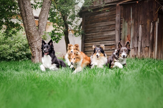 Dogs playing Group of dogs are playing together