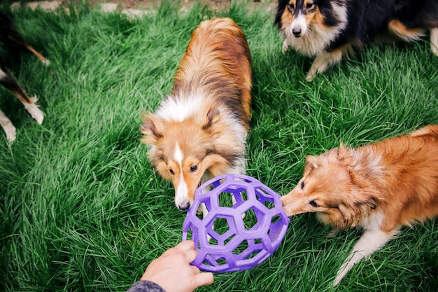 Dogs playing Group of dogs are playing together