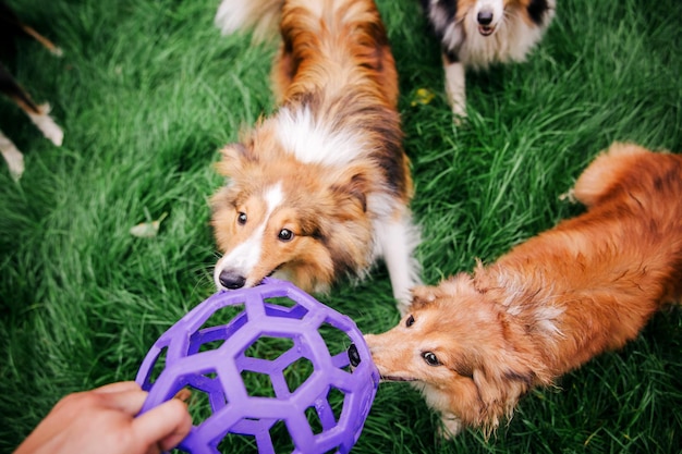 Foto cani che giocano gruppo di cani giocano insieme