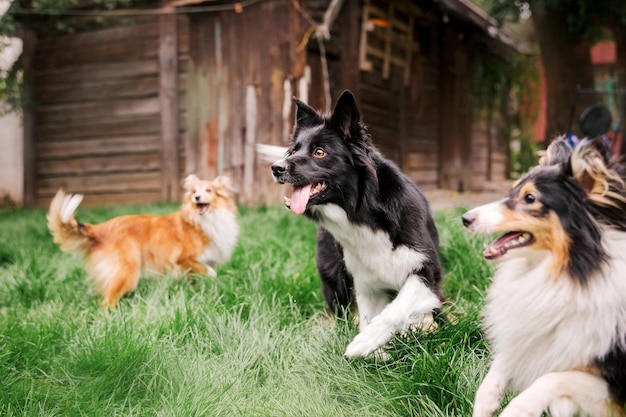 一緒に遊んでいる犬のグループ