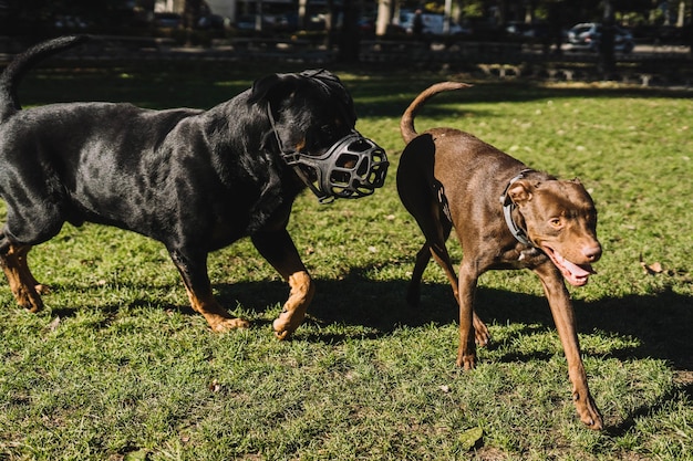 Dogs playing happily in the park