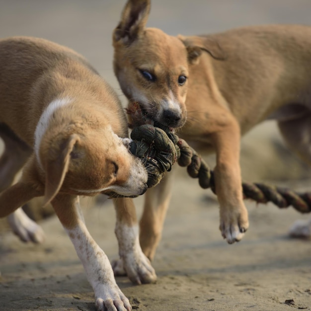 Photo dogs playing it rough