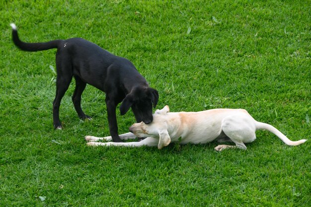 dogs playing on the lawn in winter in Cyprus 7