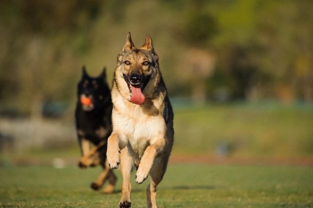 公園で遊ぶ犬