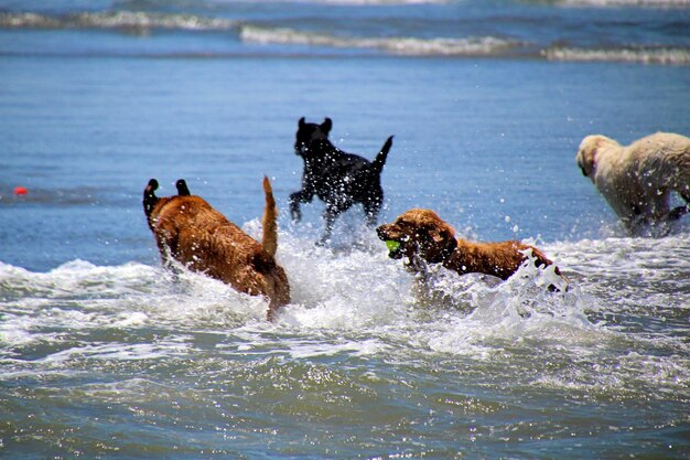 Dogs playing in sea