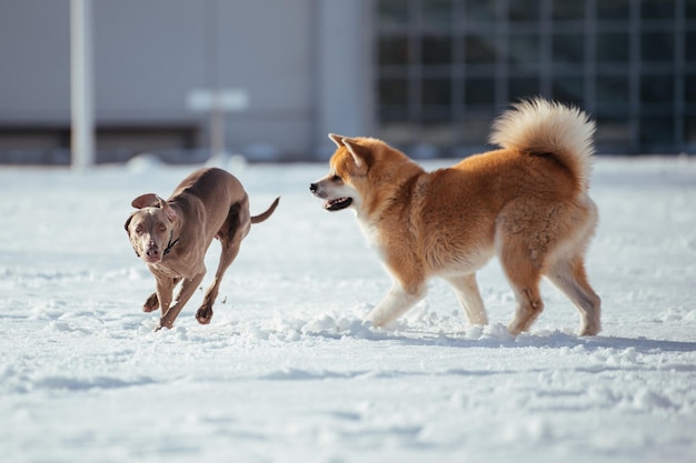 Dogs playing on snow covered land