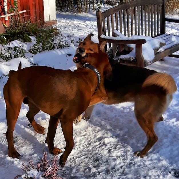 Dogs playing while standing on snow