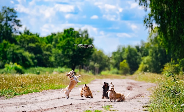 Dogs playing with drone Funny dogs puppies are playing on the road in the summer Sunny day