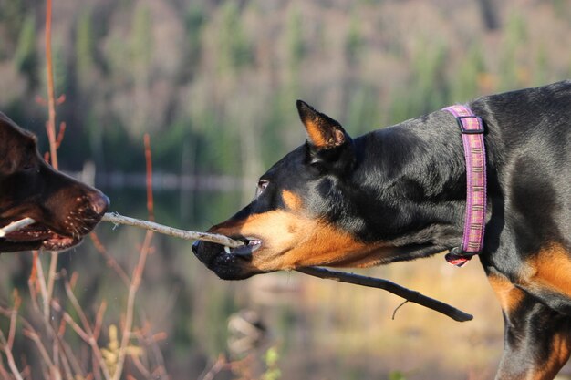 写真 棒で遊ぶ犬