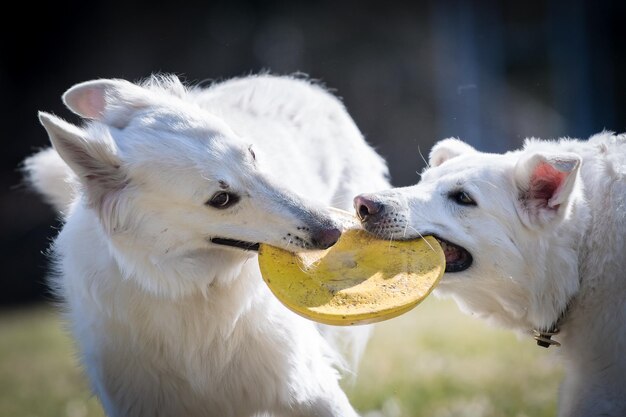 写真 野原でおもちゃで遊ぶ犬