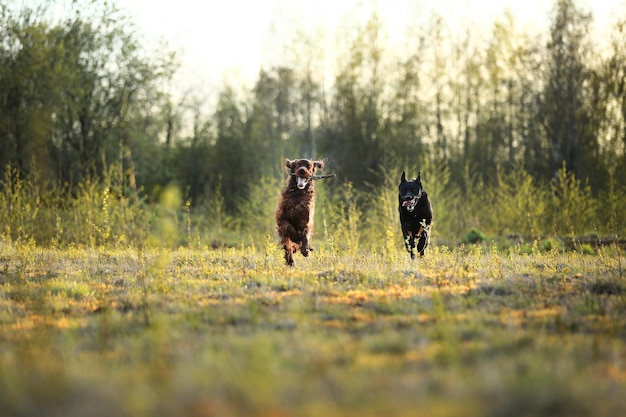 Dogs playing with wooden stick on meadow