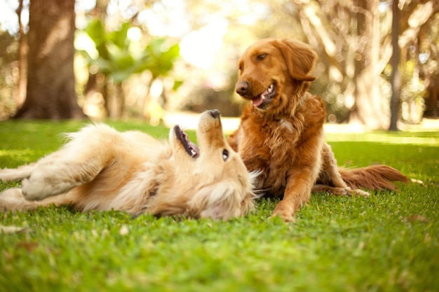 遊ぶ犬