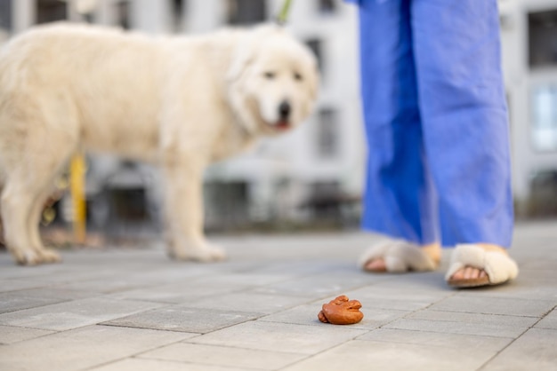 犬が地面にうんちをする