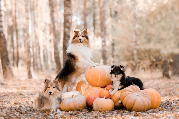 Dogs in a pumpkin patch with one of them on a pile of pumpkins