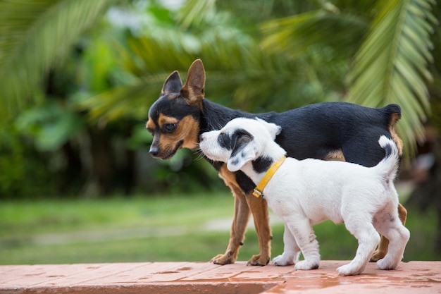 Dogs puppies playing between them