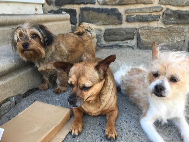 Photo dogs relaxing against wall