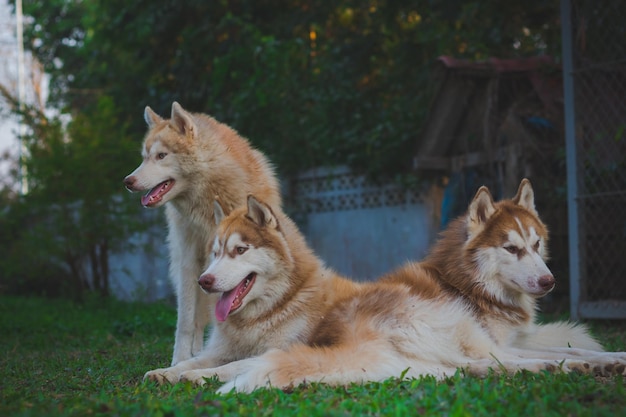 裏庭でリラックスする犬