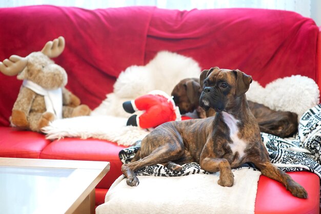 Photo dogs relaxing on bed at home