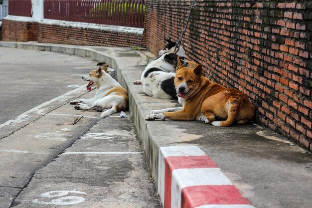 Photo dogs relaxing on footpath