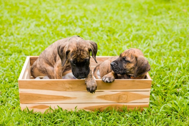 Dogs relaxing on grass