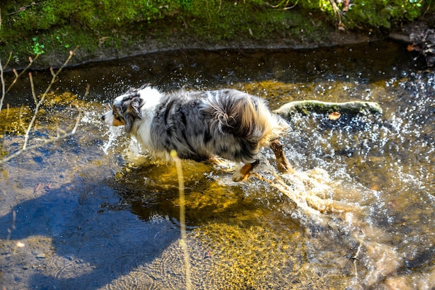 Dogs in a river