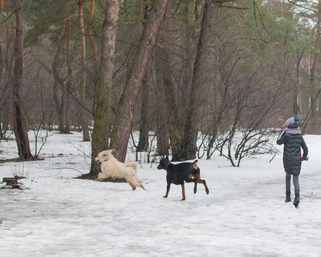 Dogs run around play in bad wet weather in winter