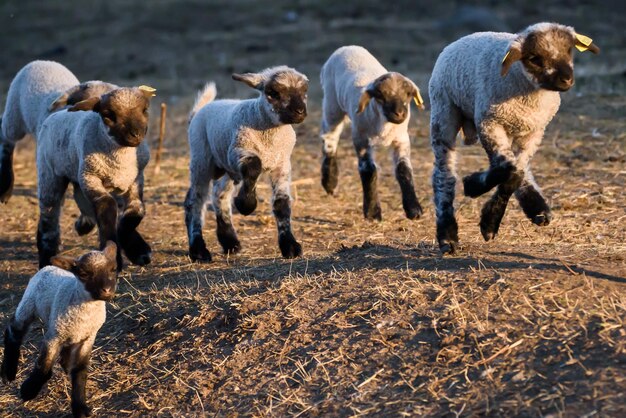 Foto cani che corrono sul campo