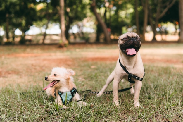 Dogs running on field