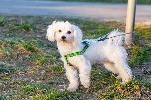 Foto cani che corrono sul campo