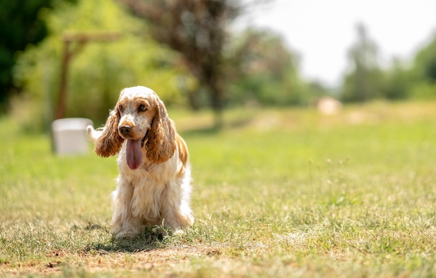 野原で走る犬