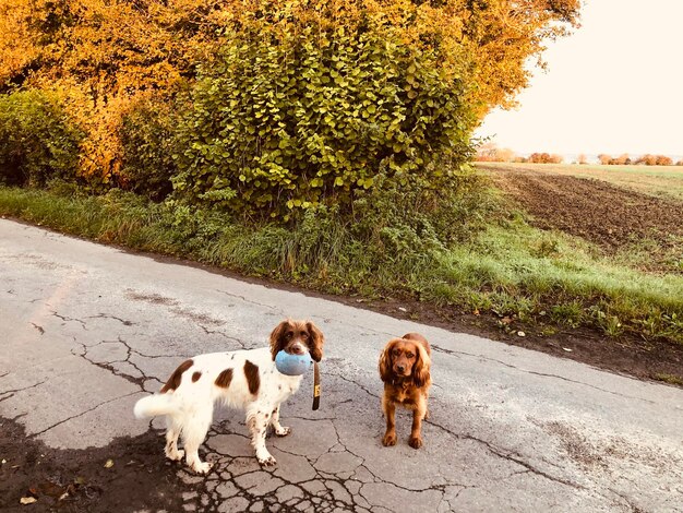 Foto cani che corrono sul campo