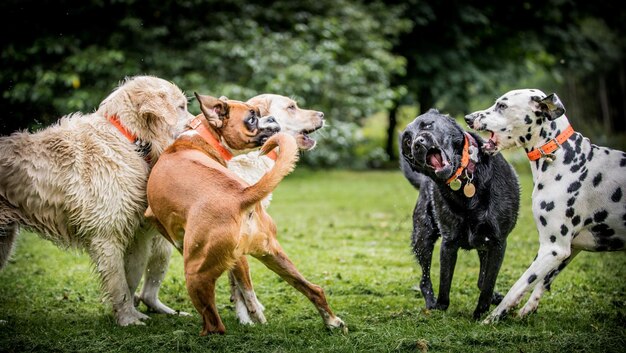 dogs running on field