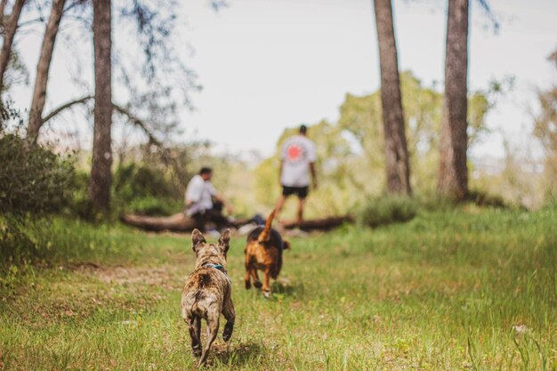 Photo dogs running in forest