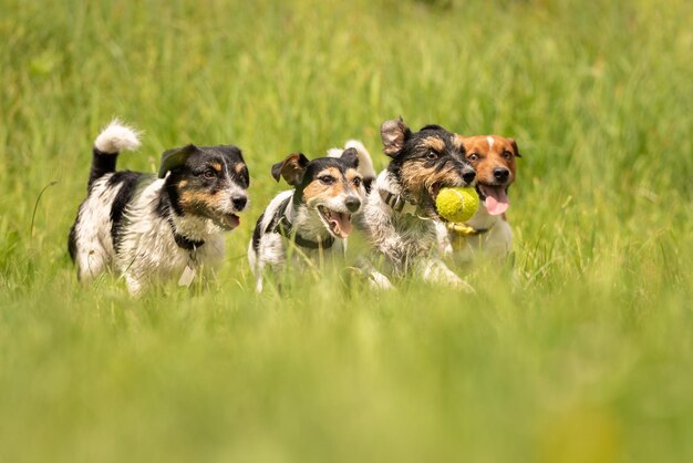 Photo dogs running on grass