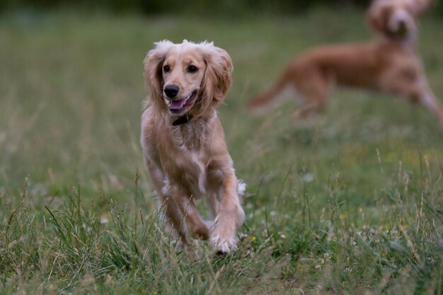 Foto cani che corrono sul campo erboso