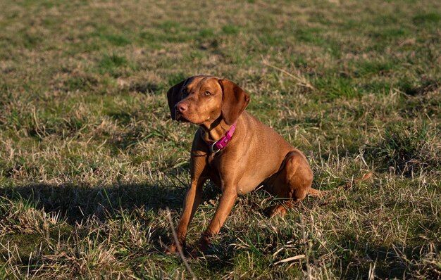 Photo dogs running on grassy field