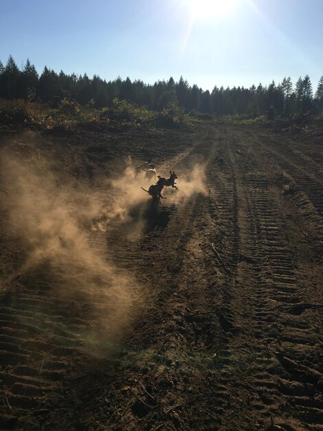 Photo dogs running on land during sunny day