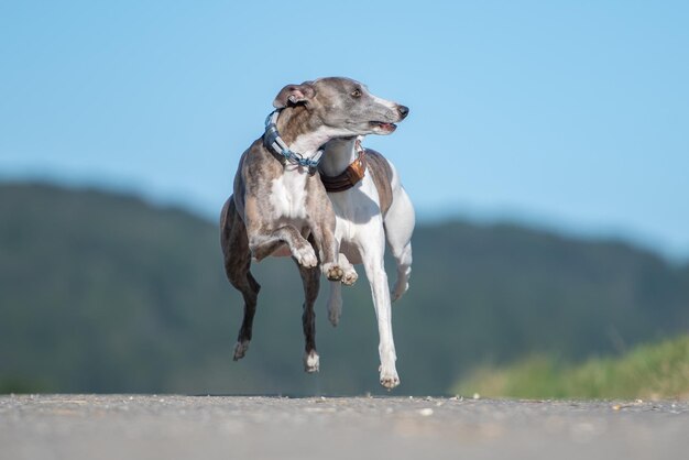 Photo dogs running on land