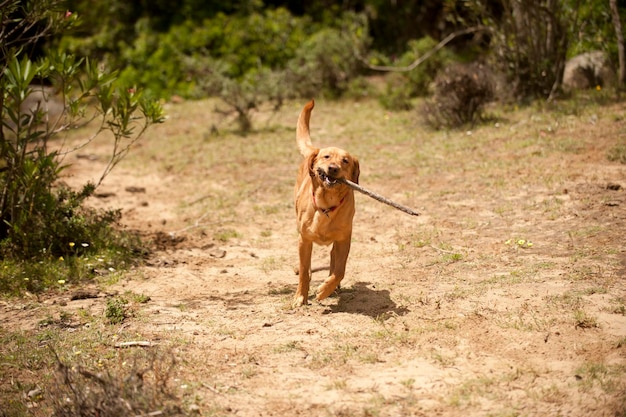 写真 野原で走る犬